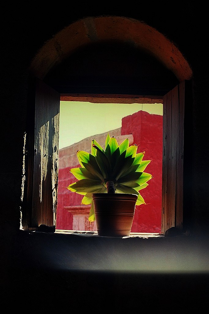 Fenster und Pflanze in Santa Catalina, Arequipa, Peru.jpg